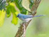 Turkooiskuifvliegenvanger - African blue flycatcher - Elminia longicauda