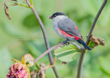 Nonastrild - Black-crowned waxbill - Estrilda nonnula