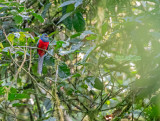 Bandstaarttrogon - Bar-tailed trogon - Apaloderma vittatum