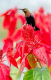 Koperhoningzuiger - Copper sunbird - Cinnyris cupreus