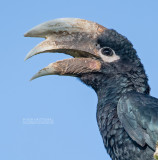 Witpootneushoornvogel - White-thighed hornbill - Bycanistes albotibialis