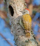 Vlekborstspecht - Speckle-breasted woodpecker - Dendropicos poecilolaemus