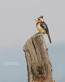Kuifbaardvogel - Crested barbet - Trachyphonus vaillantii