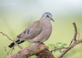 Zwartsnavelduif - Black-billed Wood Dove - Turtur abyssinicus