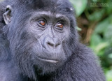 Berggorilla - Mountain gorilla - Gorilla beringei beringei