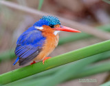 Malechiet ijsvogel - Malachite kingfisher - Alcedo cristata