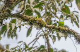 Grauers breedbek - Grauer's broadbill - Pseudocalyptomena graueri