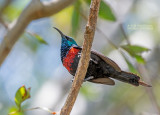 Sierhoningzuiger - Red-chested sunbird - Cinnyris erythrocercus