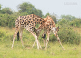 Rothschild's giraffe - Rothschild's giraf - Giraffa camelopardalis rothschildi