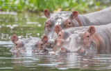 Nijlpaard - Hippopotamus - Hippopotamus amphibius