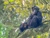 Chimpansee - Chimpanzee - Pan troglodytes