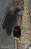 Zwarte specht - Black Woodpecker - Dryocopus martius