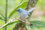Turkooiskuifvliegenvanger - African blue flycatcher - Elminia longicauda