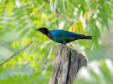 Purperkopglansspreeuw - Purple-headed starling - Hylopsar purpureiceps