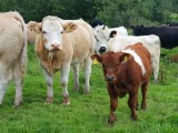 bovine