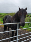 horses__donkeys