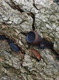 fungi