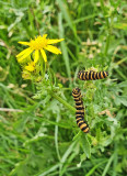 insects_reptiles_snails
