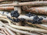 fungi