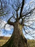 trees