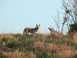 Prairie Wolf