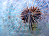 Just Dandy