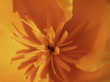 California Poppy