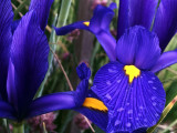 Dutch Iris