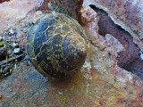 Snail Still Life 