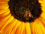 Bee U Ti Ful
