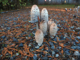 Shaggy Mane Ink Cap