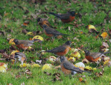 A Round of Robins