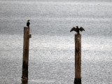 If Cormorants…