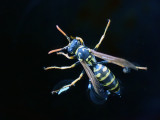 Wasp on Water