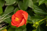 _Z621567.jpg