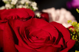 _Z622502.jpg
