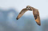 short eared owl - iso 6400
