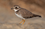 semi-palmated plover