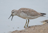 redknot juvenile