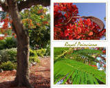 Royal Poinciana