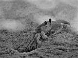 Ghost Crab (Sand Crab)