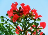 Royal Poinciana