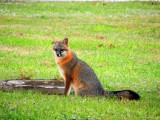 Grey Fox