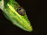 Knight Anole close-up