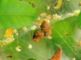 Spiders and Cobwebs