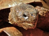 Gopher Tortoise close-up