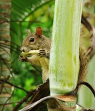 Eastern Grey Squirrel