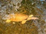 Florida Softshell Turtle, 2021-12-26, Green Cay 