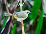 Brown Palm Warbler (Western), 2021-12-26 Green Cay