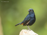 Indisch Paapje - Indian Robin - Saxicoloides fulicatus